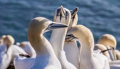 KAIYUN 中国大陆-库里推广篮球文化走进社区，库里篮球比赛解说