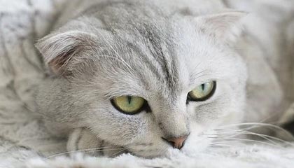 KAIYUN 中国大陆-库里推广篮球文化走进社区，库里篮球比赛解说