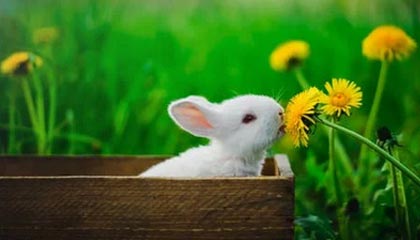 开云网页版-拿不到三分！国际米兰客场遭遇意外失利，国际米兰2021