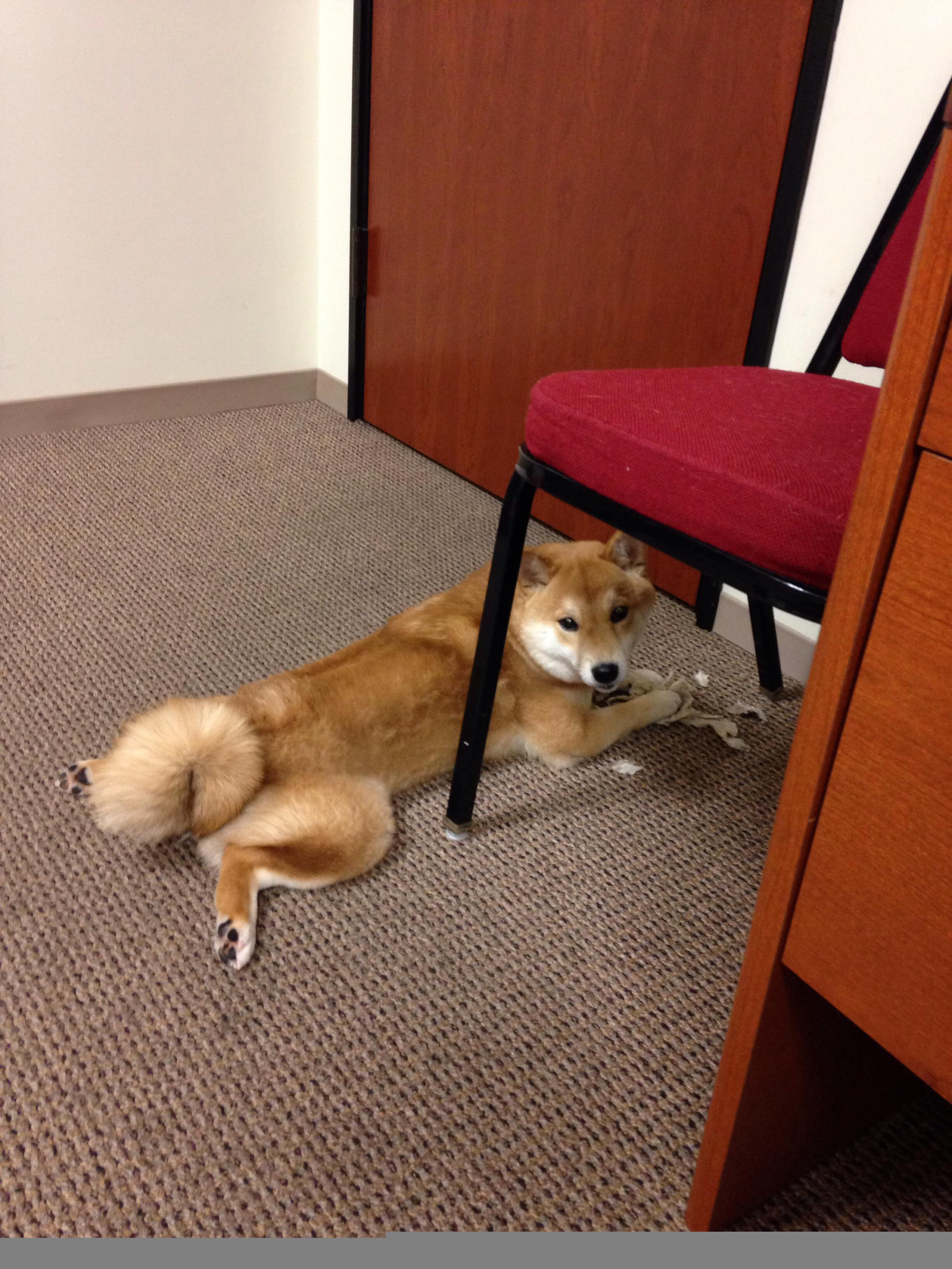 巴尔的摩乌鸦队在季后赛中止步首轮，巴尔的摩乌鸦四分卫