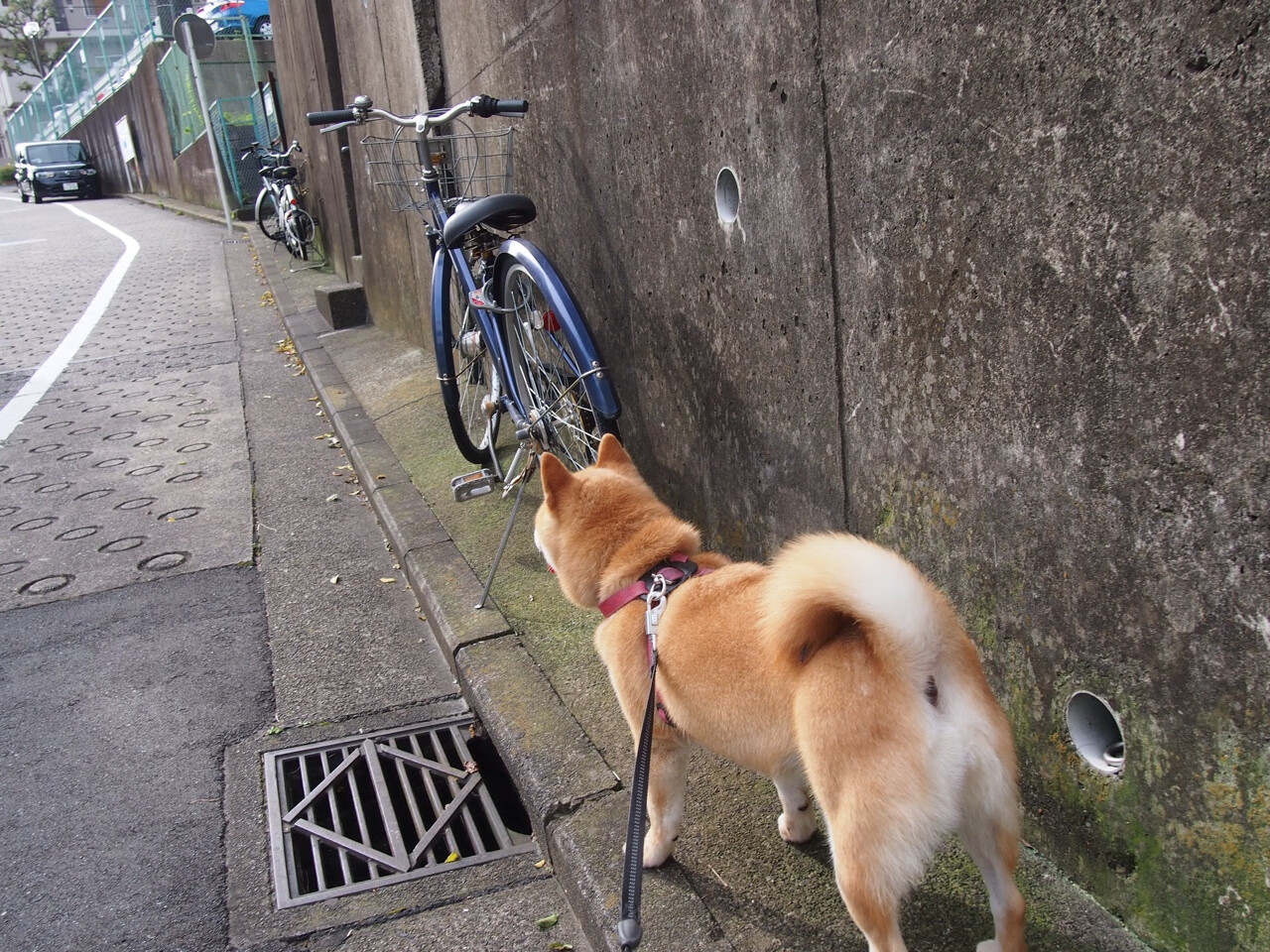 比利时足协解雇国家队主教练多梅尼科·特德斯科。，比利时足球队主教练