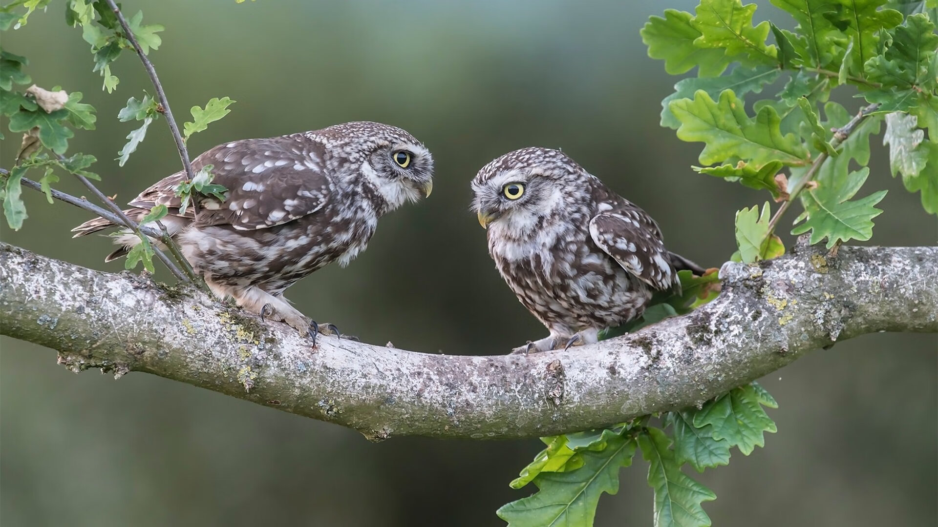 青少年篮球联赛规则调整促进公平竞争,青少年篮球邀请赛