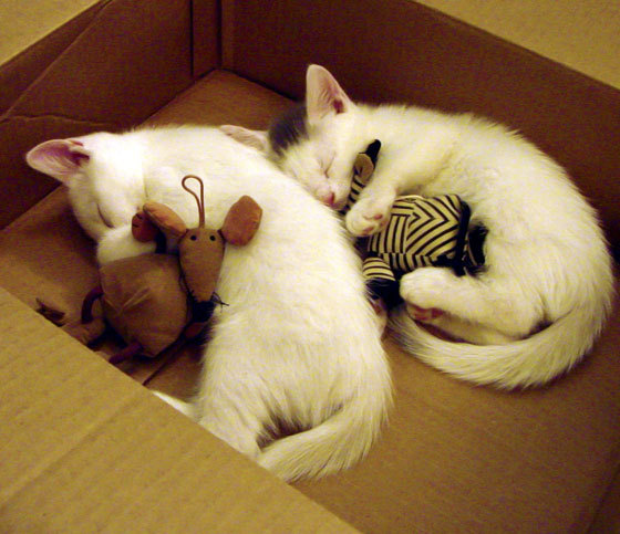 Kaiyun APP-东京FC蓄势待发，为争取下一轮晋级而战，日本fc东京