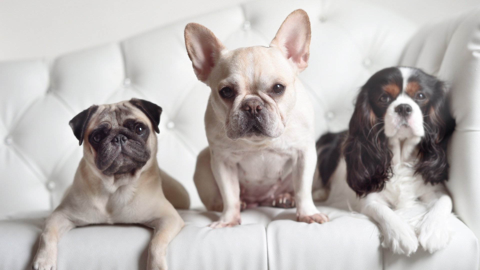 北马其顿队绝杀阿尔巴尼亚,小组出线前景看好,北马其顿 阿拉巴